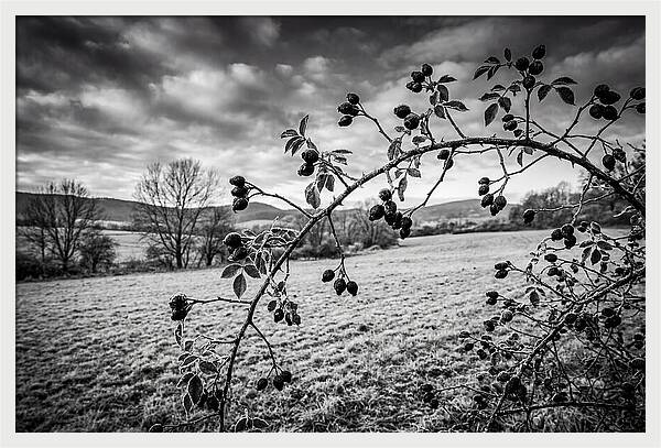 Rosehip Branch In Monochrome