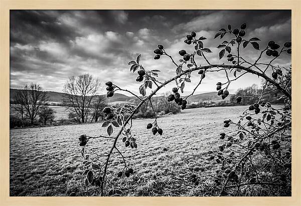 Rosehip Branch In Monochrome