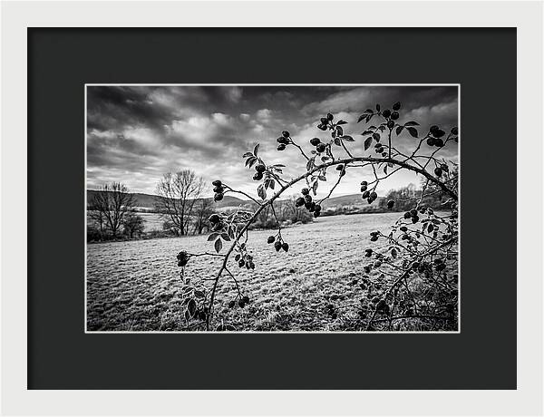 Rosehip Branch In Monochrome