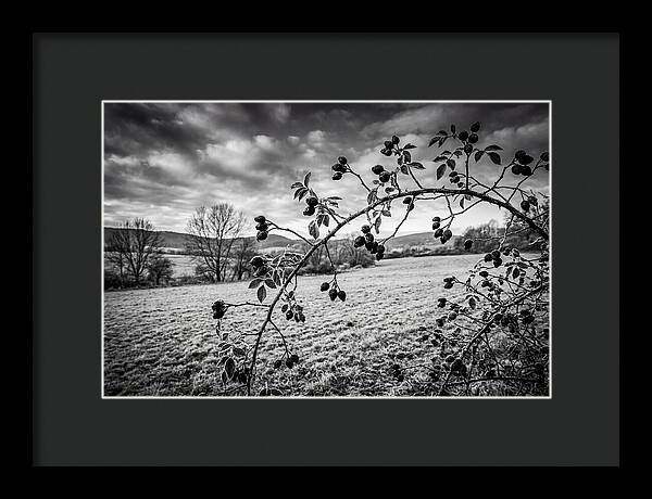 Rosehip Branch In Monochrome