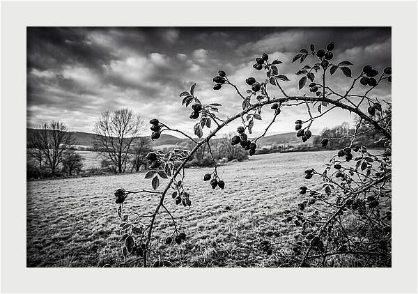Rosehip Branch In Monochrome