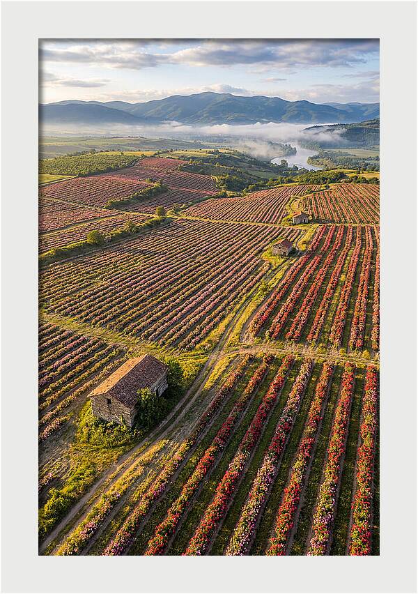 Roses Blooming In Bulgarian Fields