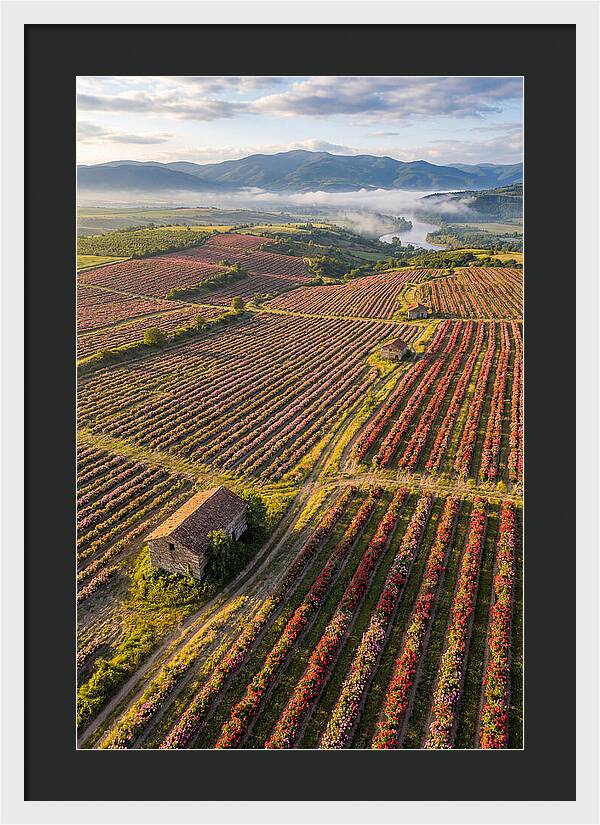 Roses Blooming In Bulgarian Fields
