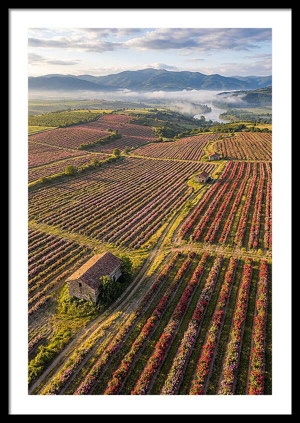 Roses Blooming In Bulgarian Fields
