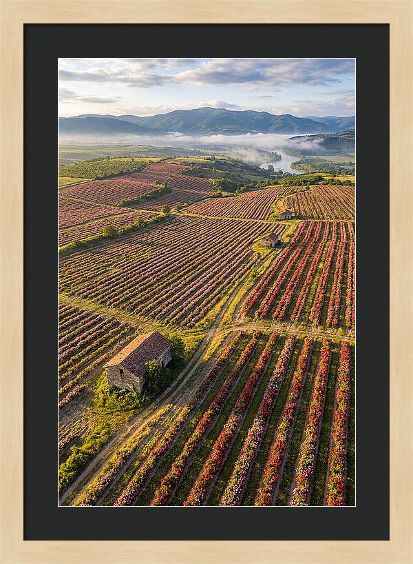 Roses Blooming In Bulgarian Fields
