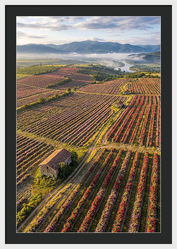 Roses Blooming In Bulgarian Fields