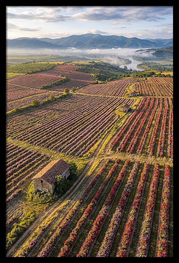 Roses Blooming In Bulgarian Fields