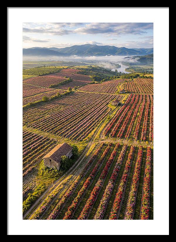 Roses Blooming In Bulgarian Fields