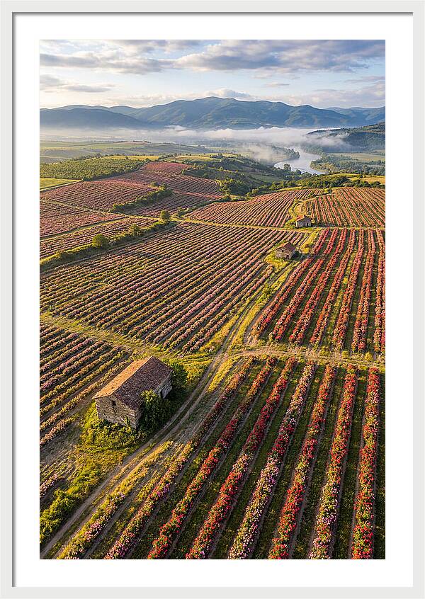 Roses Blooming In Bulgarian Fields