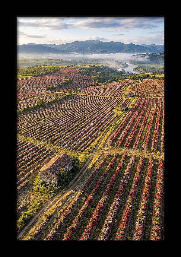 Roses Blooming In Bulgarian Fields