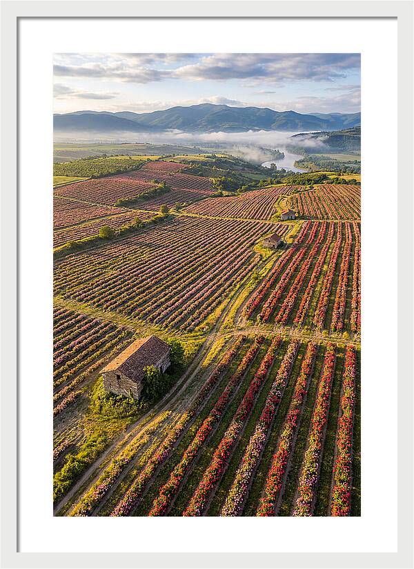Roses Blooming In Bulgarian Fields