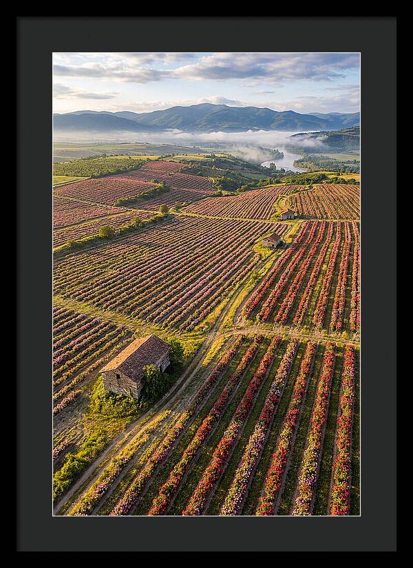 Roses Blooming In Bulgarian Fields