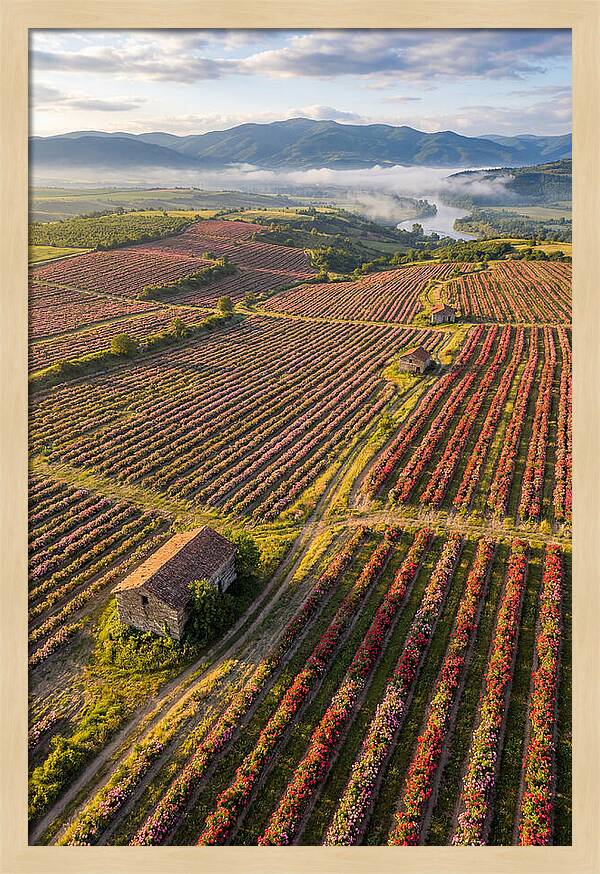 Roses Blooming In Bulgarian Fields