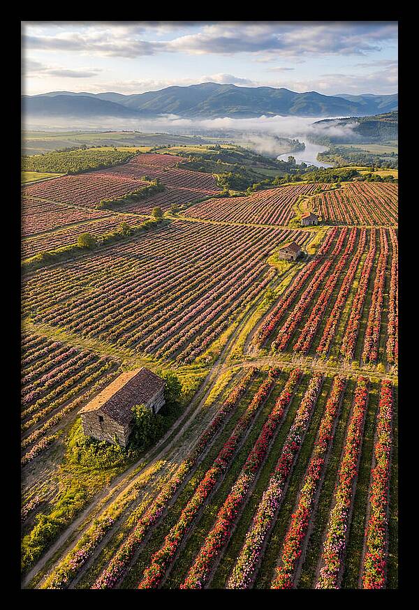 Roses Blooming In Bulgarian Fields