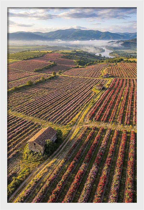 Roses Blooming In Bulgarian Fields
