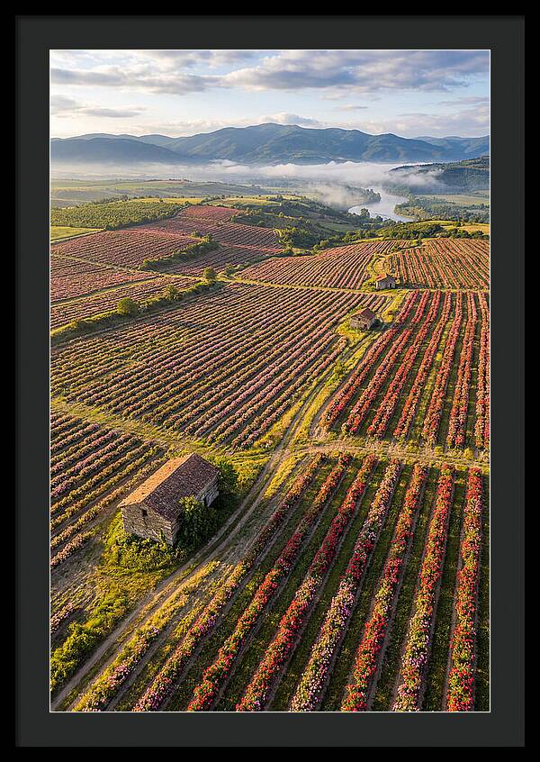 Roses Blooming In Bulgarian Fields