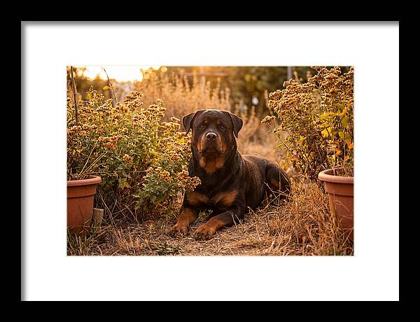 Rottweiler Relaxing In Golden Light
