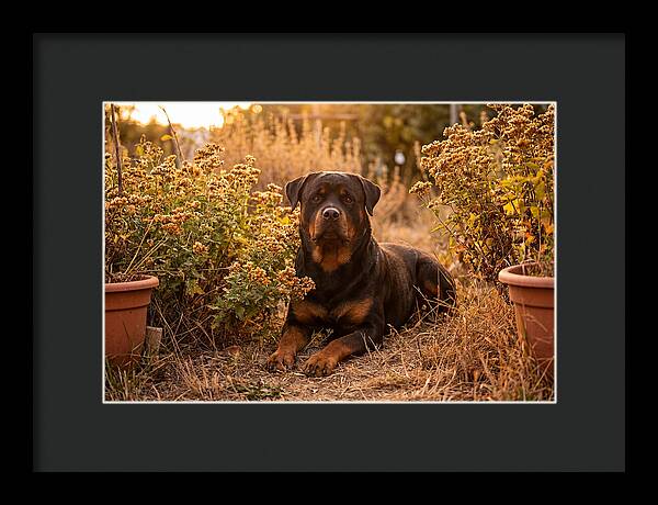 Rottweiler Relaxing In Golden Light