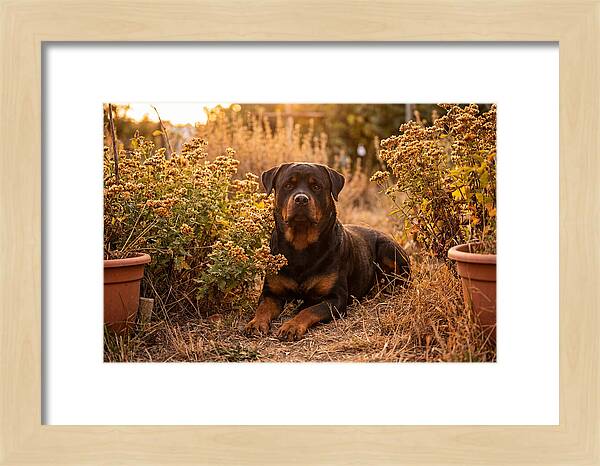 Rottweiler Relaxing In Golden Light