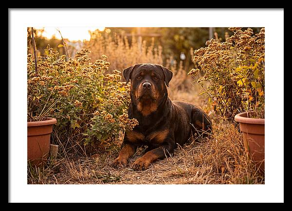 Rottweiler Relaxing In Golden Light
