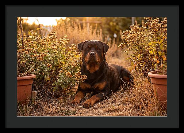 Rottweiler Relaxing In Golden Light