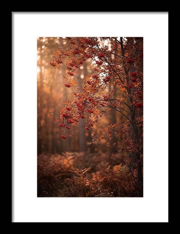 Rowan Tree In Autumn Glow
