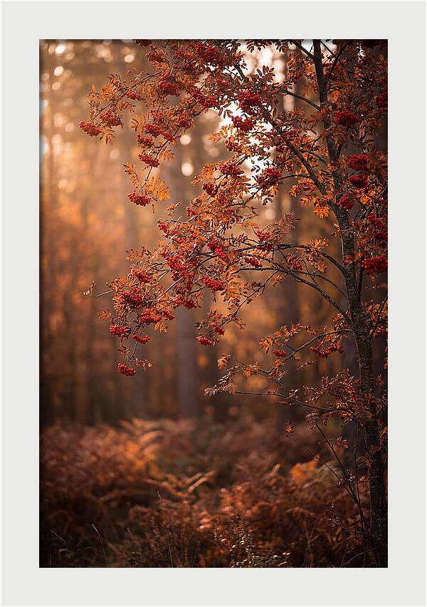 Rowan Tree In Autumn Glow