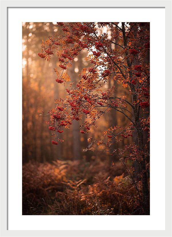 Rowan Tree In Autumn Glow