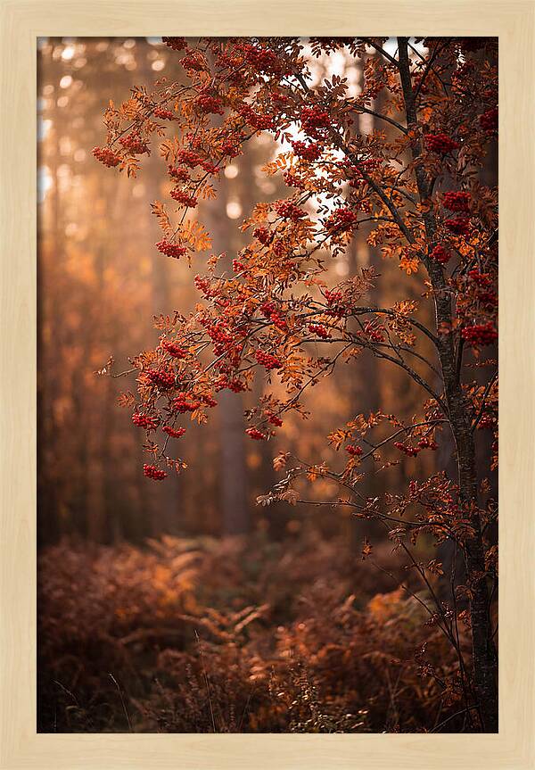 Rowan Tree In Autumn Glow