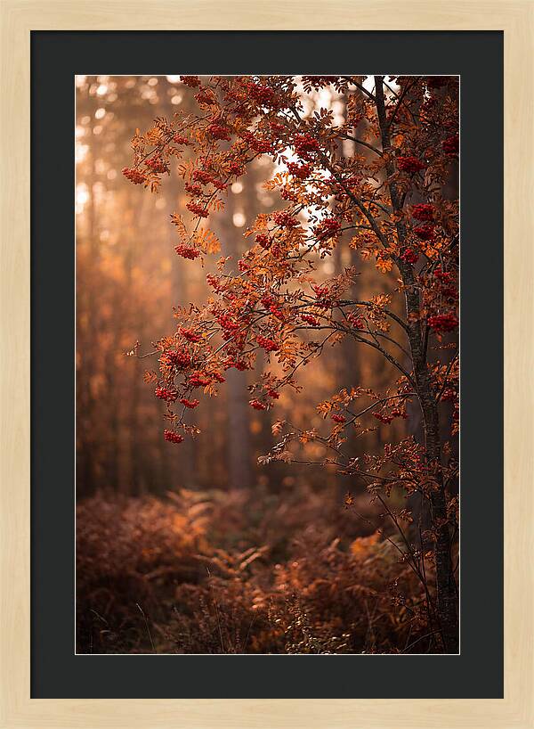 Rowan Tree In Autumn Glow