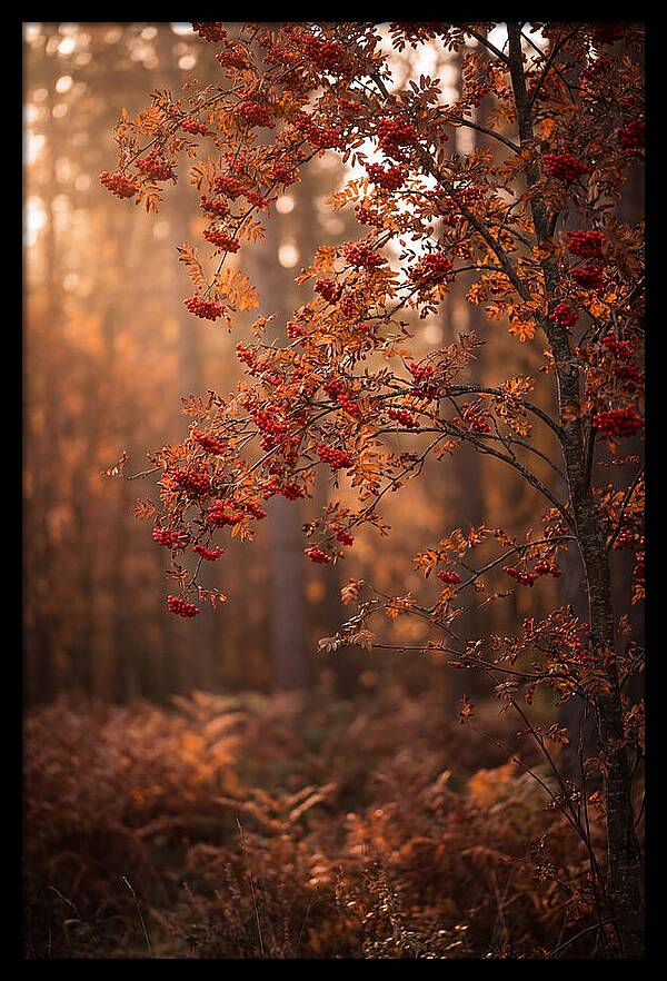 Rowan Tree In Autumn Glow