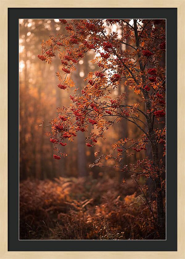 Rowan Tree In Autumn Glow