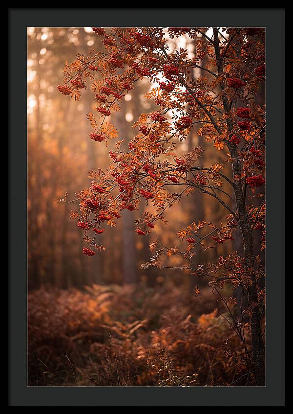 Rowan Tree In Autumn Glow