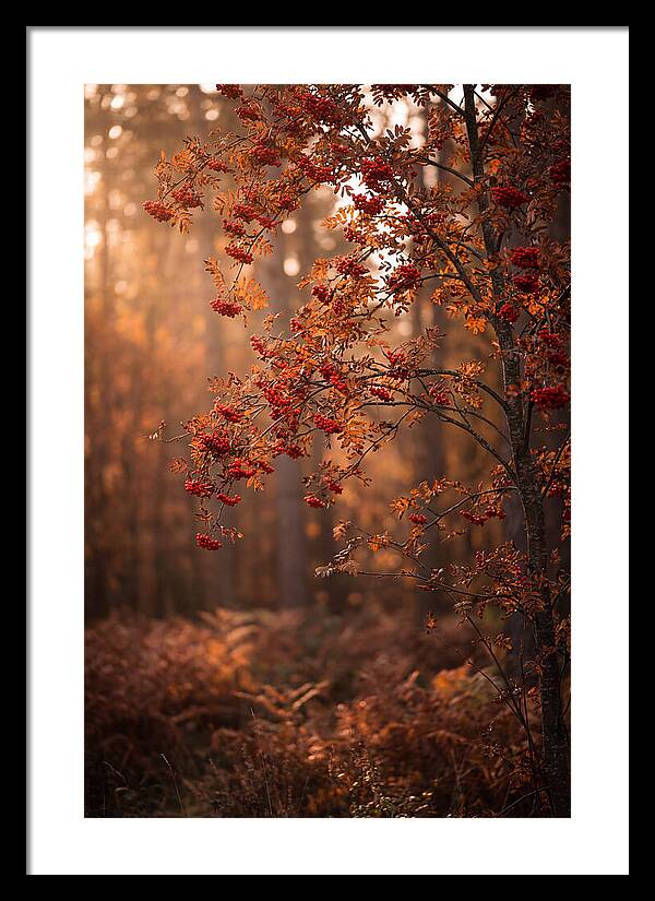Rowan Tree In Autumn Glow