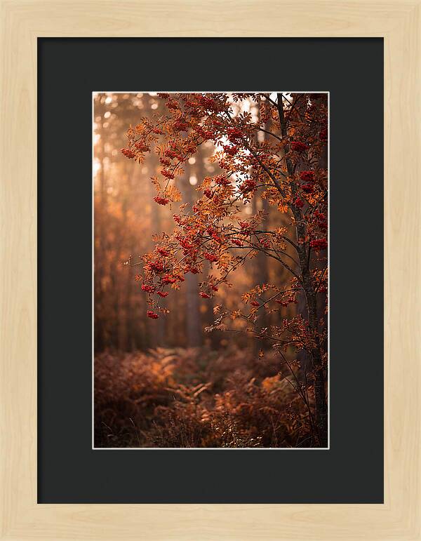 Rowan Tree In Autumn Glow