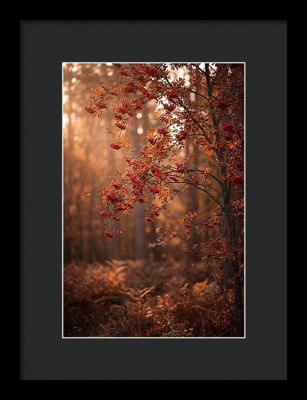 Rowan Tree In Autumn Glow