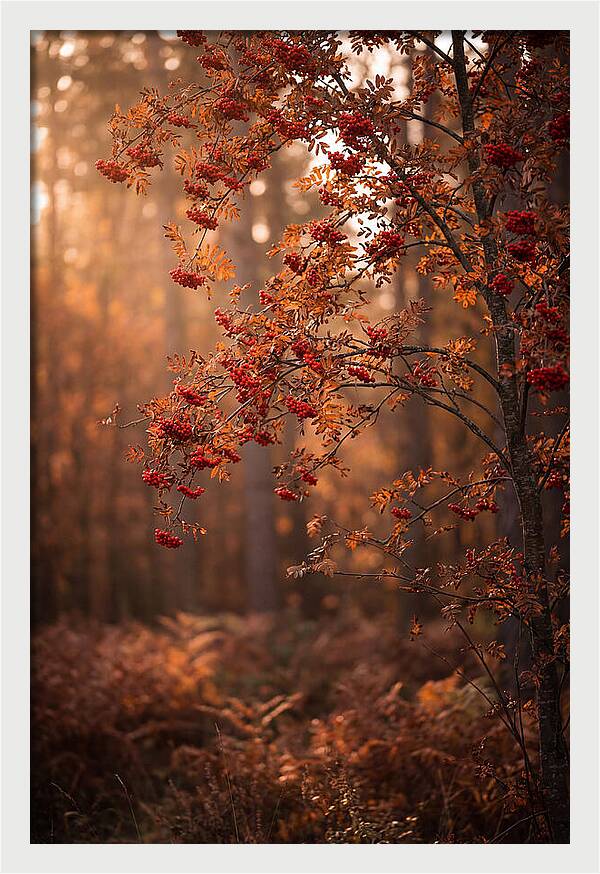 Rowan Tree In Autumn Glow