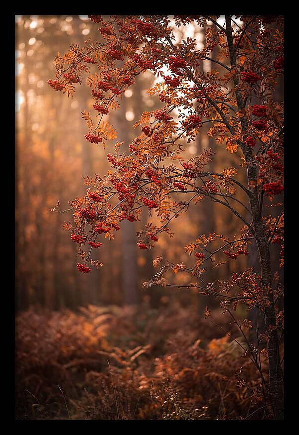 Rowan Tree In Autumn Glow