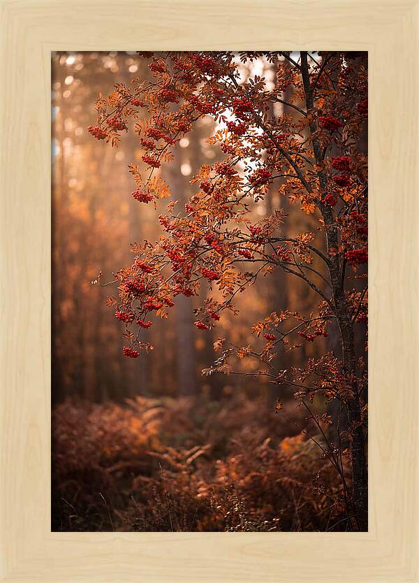 Rowan Tree In Autumn Glow