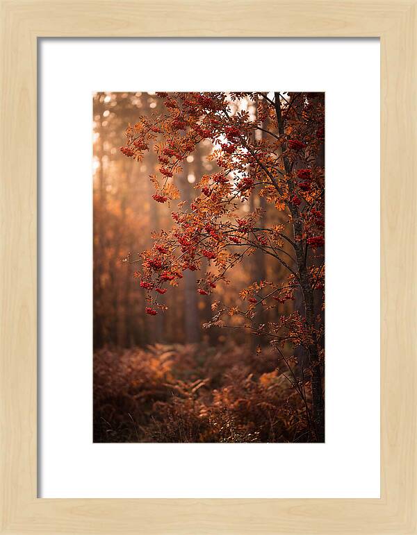 Rowan Tree In Autumn Glow