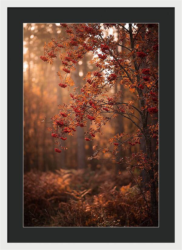 Rowan Tree In Autumn Glow
