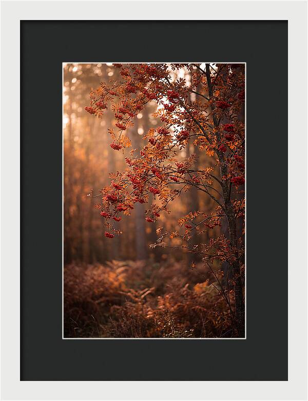 Rowan Tree In Autumn Glow