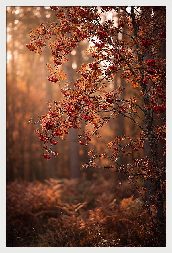 Rowan Tree In Autumn Glow