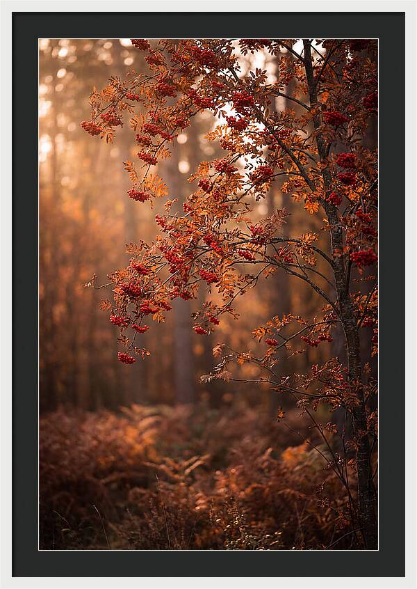 Rowan Tree In Autumn Glow