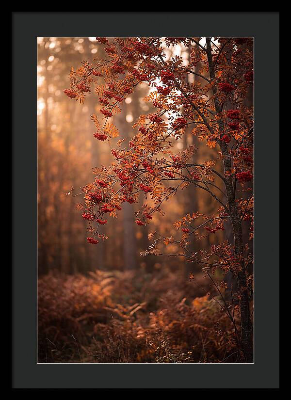 Rowan Tree In Autumn Glow