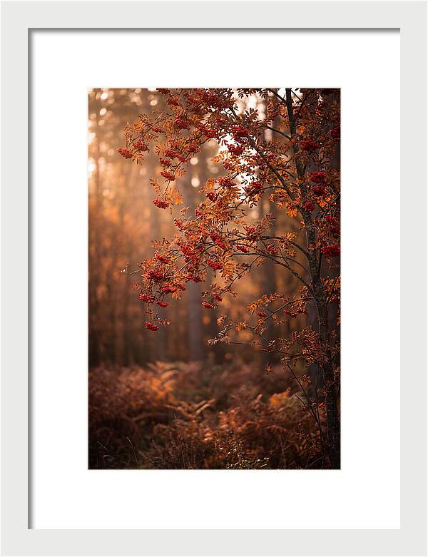 Rowan Tree In Autumn Glow