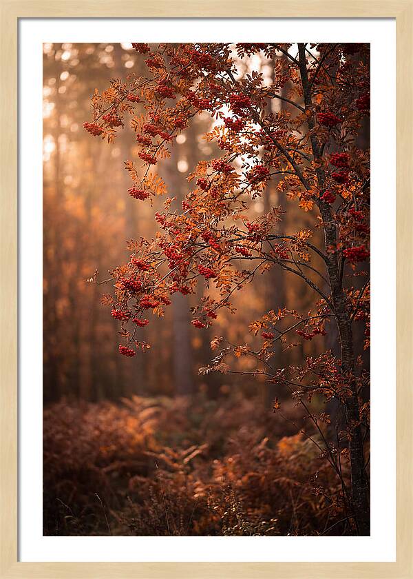 Rowan Tree In Autumn Glow