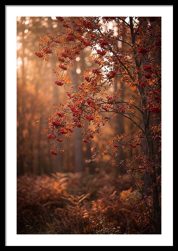 Rowan Tree In Autumn Glow
