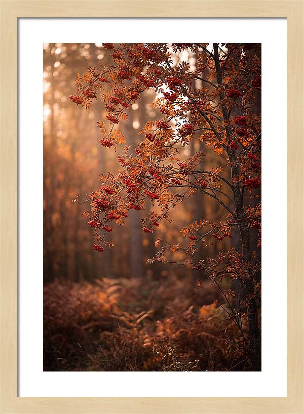 Rowan Tree In Autumn Glow