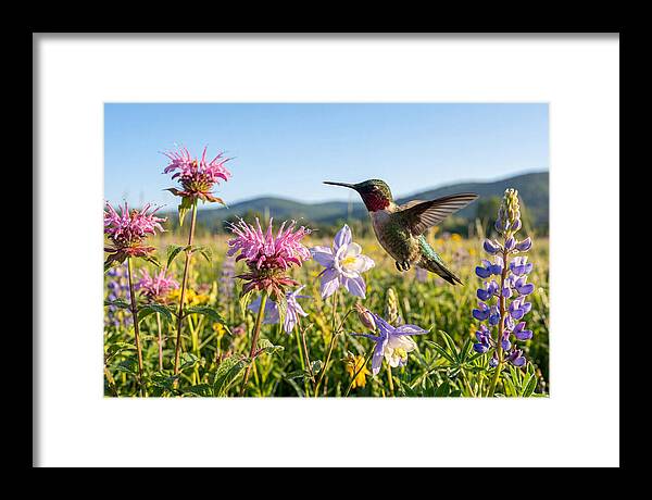 Ruby Throated Hummingbird In Flight